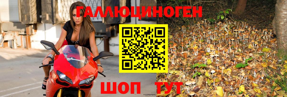 Вольск  Псилоцибиновые грибы прущие грибы  Вход с VPN 